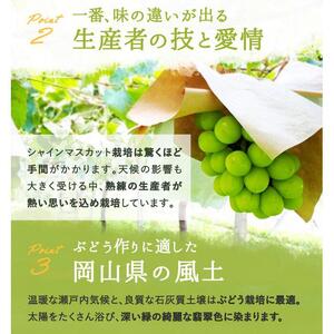 シャインマスカット『晴王』3～5房 (約2kg）｜  シャインマスカット 2026年