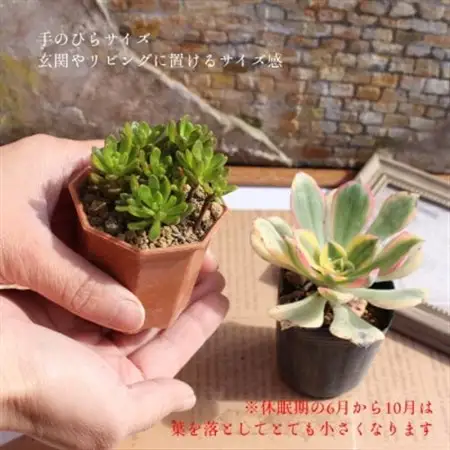 多肉植物 8種類 アエオニウムセット 多肉永遠苗　【2025年12月より順次発送】_花・観葉植物 観葉植物・苗木  _【配送不可地域：離島】【1490847】
