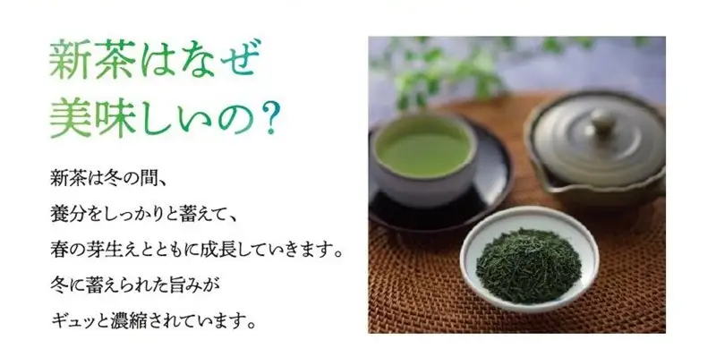 新茶 八女星野茶 120g 2本詰め＜先行予約＞【A2-131】