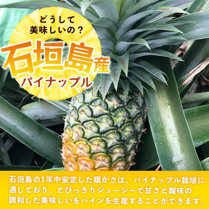 【先行予約】石垣島産 ハワイ種 パイン (6玉 約6㎏)  TP-6