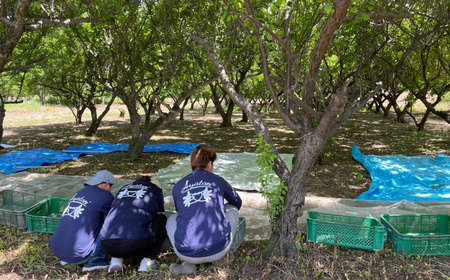 梅 3.5kg （痛み保証分 500g） 訳あり 青梅 5月末