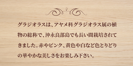 切花 グラジオラス（ 12月 から 4月 頃 ） C005-006 花 植物