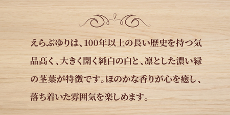 切花 えらぶ ユリ（ 12月 から 翌年 4月 頃 ） C005-007 花 植物 ゆり
