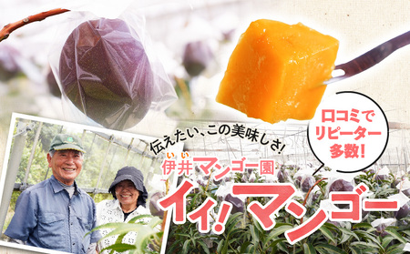 【 2026年 先行予約 】 伊井マンゴー園 のイイ！ マンゴー 約1キロ （ 2玉 ） C026-002 果物 フルーツ