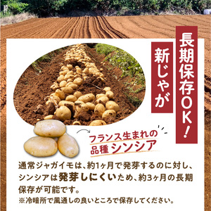 【 2026年 先行予約 】 沖永良部 の赤土で育った 新ジャガイモ 5kg （ シンシア ） 2～4月 お届け C054-002-01 野菜 じゃがいも 芋