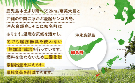 【 2026年 先行予約 】 竹マンゴーファーム の 完熟 マンゴー 2キロ （ 4～6個入り ） C039-006 果物 フルーツ