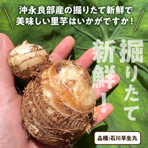 【 2026年 先行予約 】 新鮮 おいしい ！ 里芋（ 石川早生丸 ）2kg 6月お届け C056-001 野菜 さと芋 サトイモ