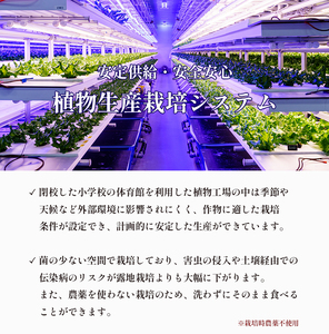 【 定期便４回 】 みらい乃野菜 はんなりレタス 12袋（720g）×4回 ： レタス 水耕栽培レタス