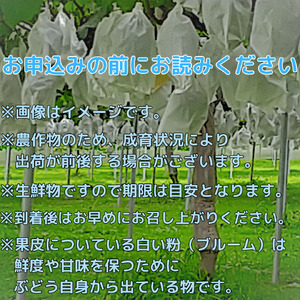 2026年発送 太陽サンサン ぶどう３色セット 各1房＜2026年8月末より発送＞