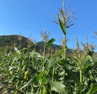 【期間限定】≪数量限定≫ 戸田さんの朝採れ　スイートコーン