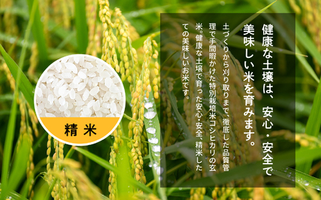 米 令和7年産 コシヒカリ精米10kg（5kg×2袋）【ADATARAふぁーむ】