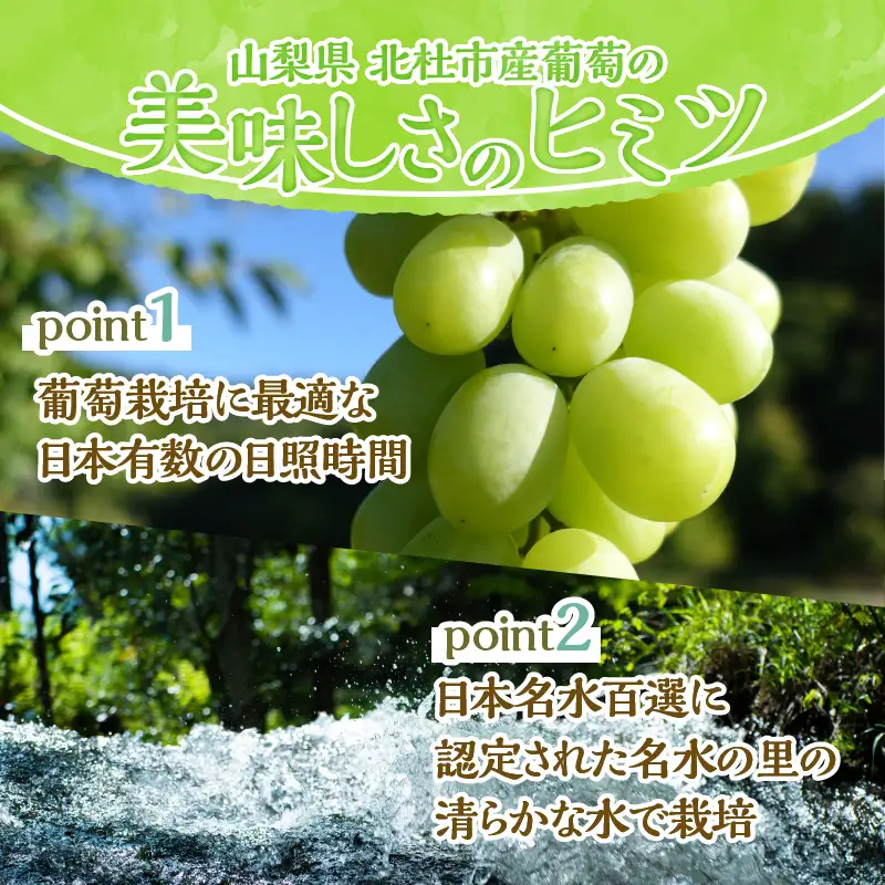 【2026年先行予約】北杜市白州 名水の里のシャインマスカット 約1kg(2房) ご家庭用 [h222]