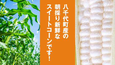 とうもろこし 訳あり ピュアホワイト 約6kg 朝採り 産地直送 令和8年産