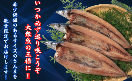 さんま 訳ないでぇ さんま開き16枚