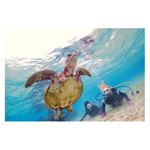 JK003　サンゴと熱帯魚の楽園「宮古島」で、ビーチ体験ダイビングコース（1ビーチダイブ）