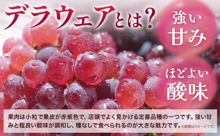 デラウェア 厳選デラウェア 約1.5kg