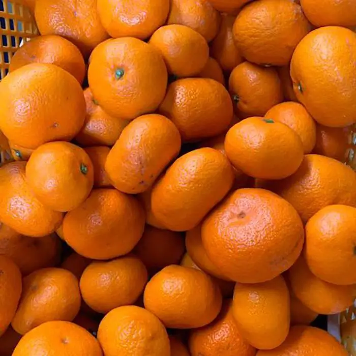 越冬本貯蔵 丹生系みかん（にゅうけい） 約5kg  秀品 2S～L［高糖系］［マルシ農園］