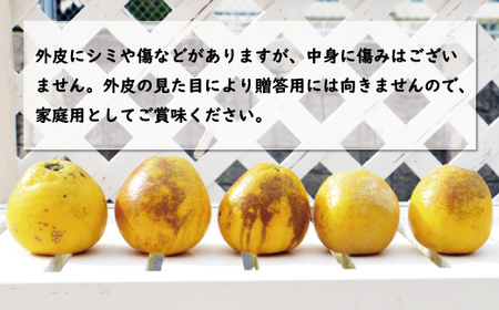 【数量限定】 訳あり 河内晩柑 9kg （ Lサイズ 以上 ） 河内晩柑