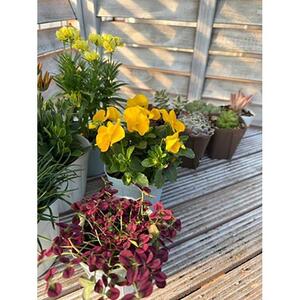 811.季節のガーデン＆グリーンセット　※離島への配送不可