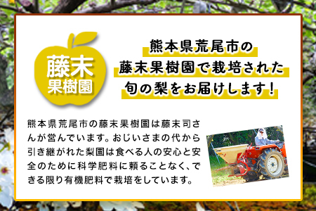 【2026年先行予約】梨 旬の梨 約2kg 藤末果樹園 熊本県荒尾市産《7月中旬-10月上旬頃出荷》フルーツ 果物 荒尾梨 はつまる 幸水 愛甘水 りんか ほしあかり 豊水 秋麗 かおり あきづき 新高 甘太 にっこり から旬の品種をお届け 美味しい梨 旬の梨 ジューシー梨 フルーツ梨