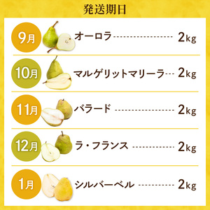 【2026年産5回定期便】西洋梨食べ尽くし定期便 西洋梨 なし 梨