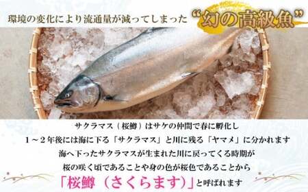 【数量限定】越後村上うおや 天然サクラマスの塩引き 切り身 10切（約650g～700g） 1056006