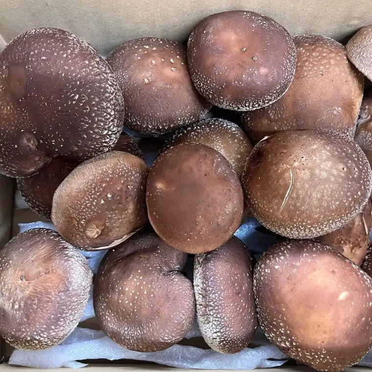 原木生しいたけ約700g 和歌山有田産 ★2026年11月下旬頃より順次発送