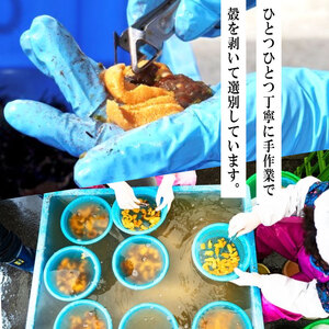 期間限定 水揚げ24時間以内発送 綾里の生うに 300g 150×2パック