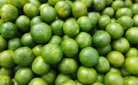 マンゴー【2026年発送】大宜味村産 アーウィン種マンゴー　秀品2キロ以上（青ぎりシークワーサー800ｇ付き） フルーツ 