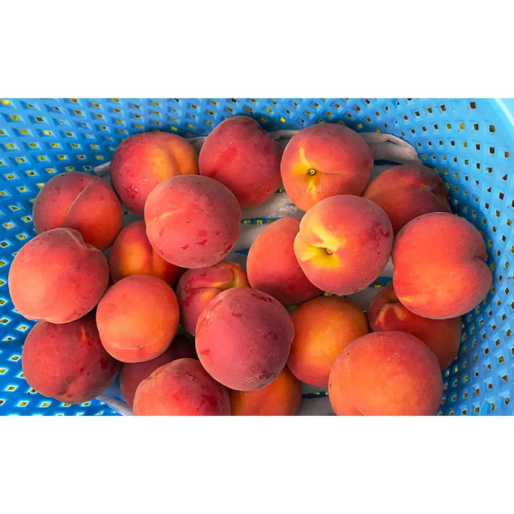 長野市産早生ワッサー約3kg(8~10個) | 桃 フルーツ 果物 桃