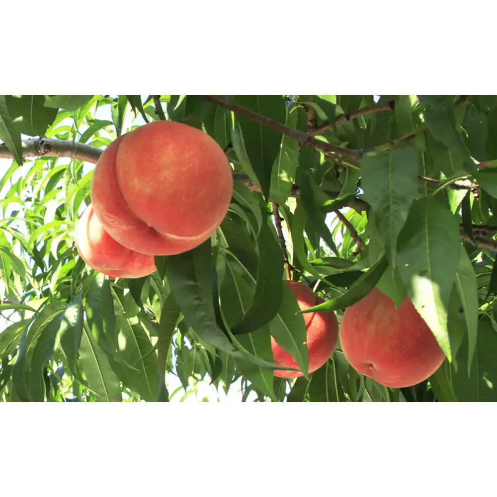 長野市産桃「あかつき」約5kg（11～18個） | 桃