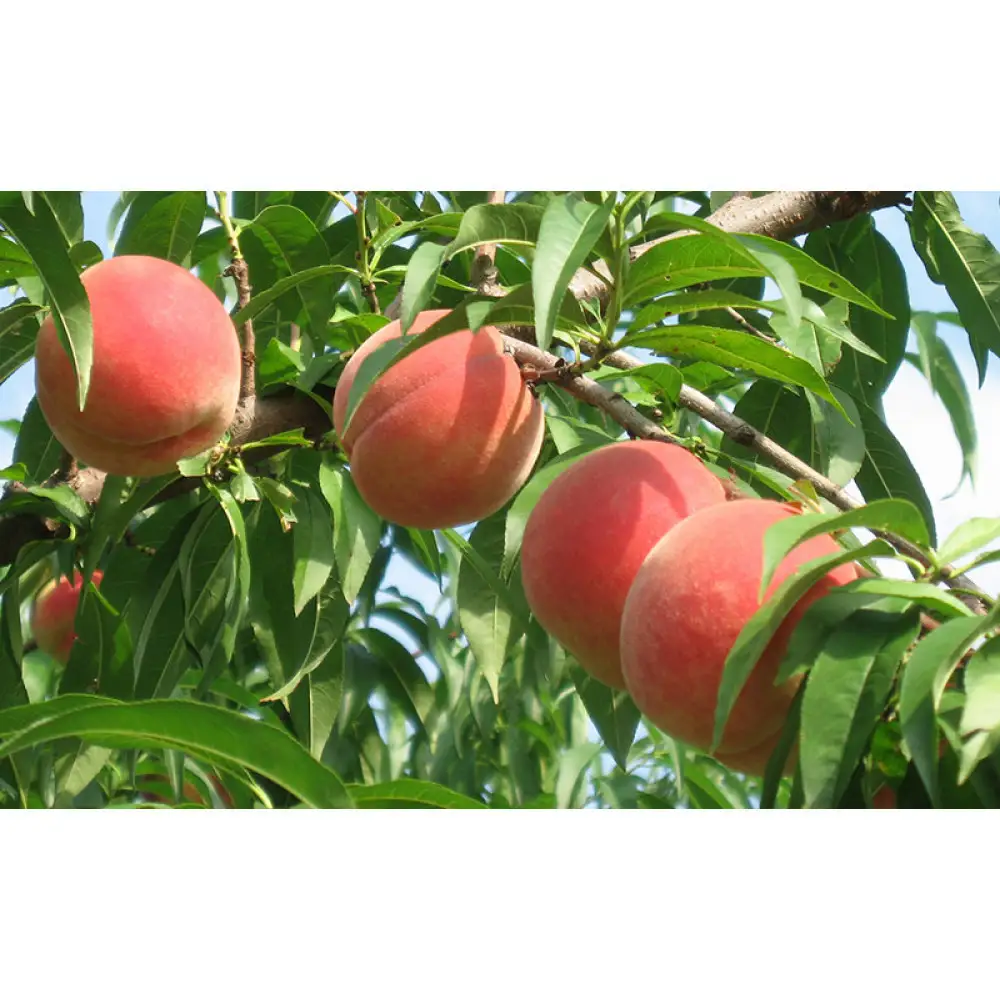 長野市産桃「なつっこ」約3kg(8~10個） | 桃