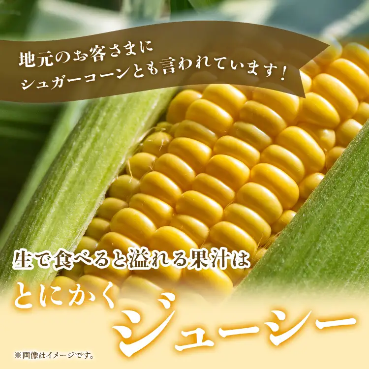 とうもろこし 朝どれスイートコーン2.5kg以上(7～8本) 【2026年5月下旬より順次配送分】 トウモロコシ sy-0001