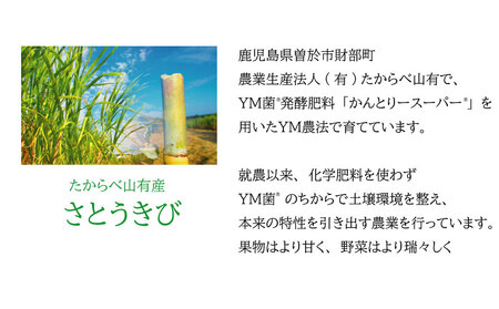 B2-6801／ＹＭ菌 消臭剤 愛しい水 2L×3本 ＆ スプレー セット