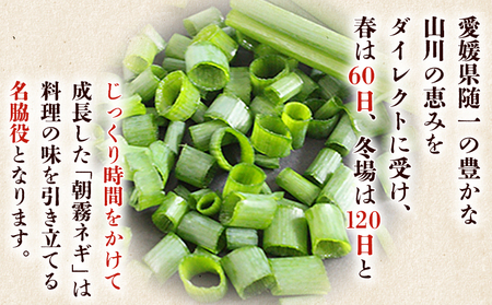 ＜愛媛県西予市産 朝霧ネギ 約2kg（80g入り×25袋）＞ 根無し 西予市産 愛媛県産 国産 野菜 やさい 青葱 青ネギ 青ねぎ 葉ネギ 葱 ねぎ 特産品 株式会社ノムランド 愛媛県 西予市【冷蔵】『1か月以内に順次出荷予定』NNM0001