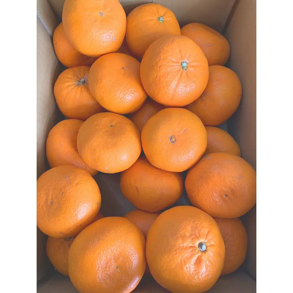 麗紅柑（れいこう）赤秀品 S～2Lサイズ 3kg