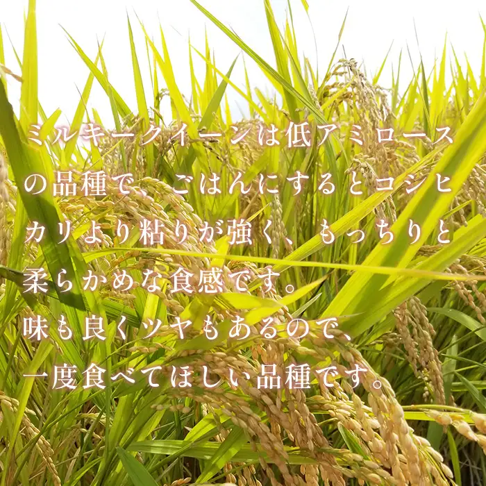 472 ミルキークイーン 10kg 5kg × 2袋 茨城県産 人気 銘柄 令和6年
