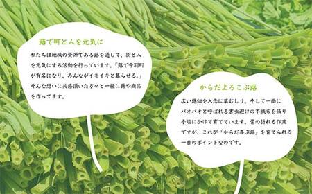 音蕗(おんぶき) 2kg 【6月上旬発送予定】 無農薬 蕗 フキ ふき 煮しめ 和食 おかず ご飯のお供 音別産生蕗 北海道産 北海道