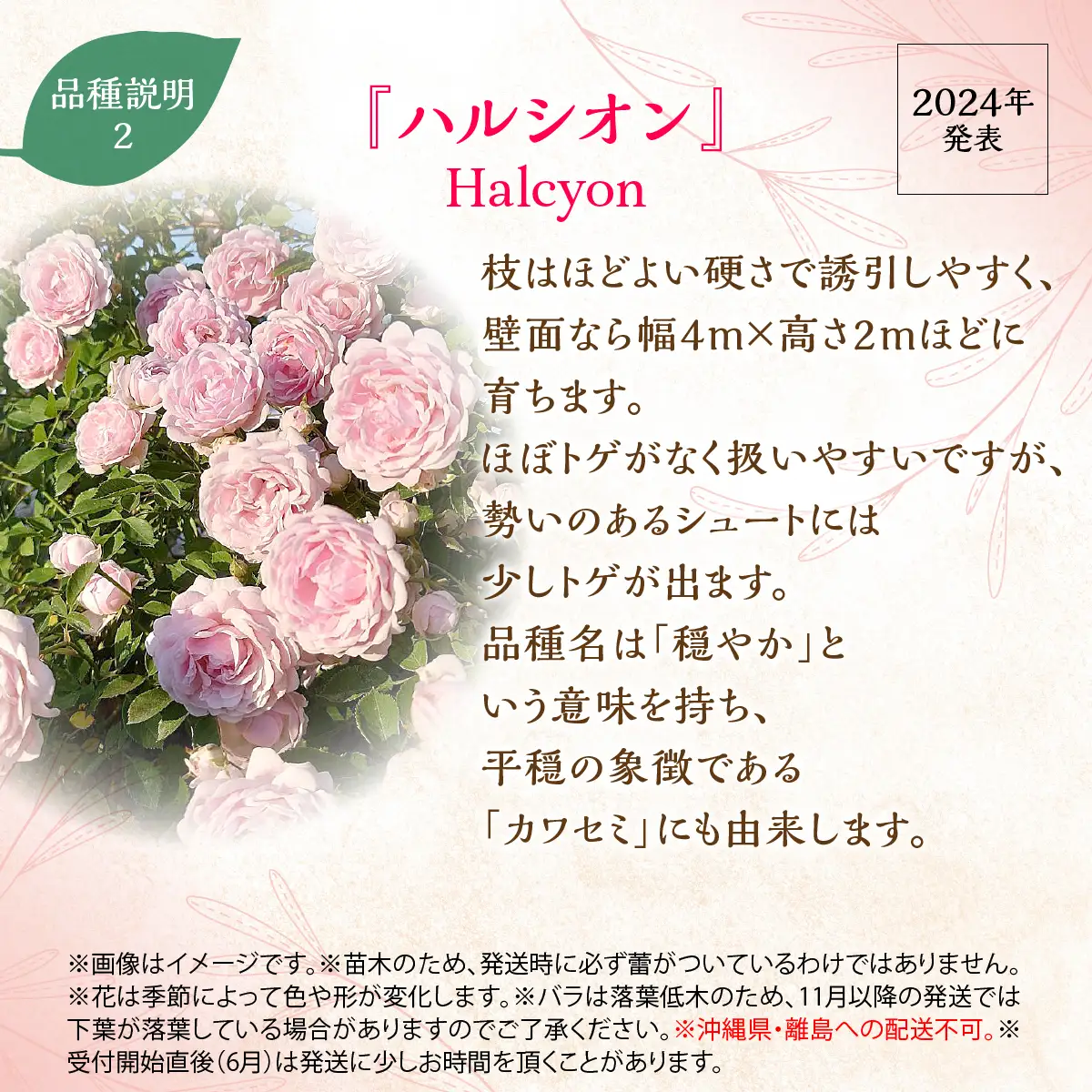 【Apple Roses】バラ苗『ハルシオン』新苗育成苗6号ポット植え HNNH042
