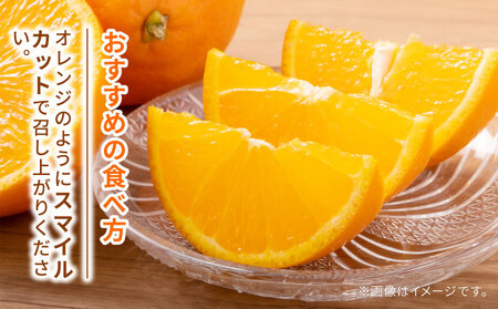 訳あり みかん 愛果28号 ハウス栽培 約3kg ハマみかん 【 訳あり みかん 】 B010-075009