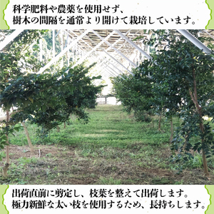 国産 榊 さかき 一対 2束 12ヶ月 定期便 神棚用 お供え 長持ち 榊