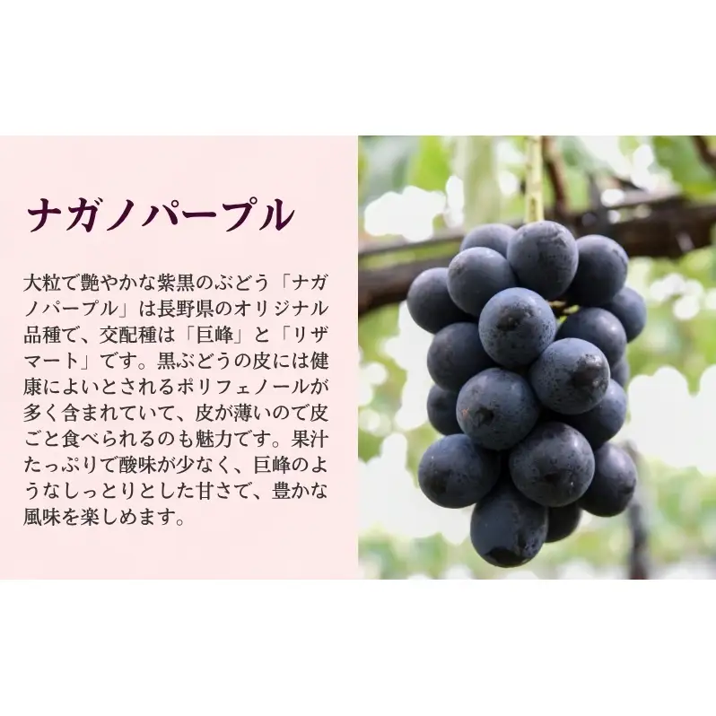 2026年産 ぶどう 長野 ナガノパープル 約1.2kg 2〜3房 特選 大粒 種なし 皮ごと 産地直送 フルーツ 果物 デザート おやつ 葡萄 長野パープル 秋 旬 旬の果物 旬のフルーツ 信州 信州産 長野県 長野県産 2026 2026年
