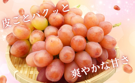 2026年産 ぶどう 長野 クイーンルージュ 約1.2kg 2〜3房 特選 大粒 種なし 皮ごと 産地直送 フルーツ 果物 デザート おやつ シャインマスカット 葡萄 秋 旬 旬の果物 旬のフルーツ 信州 信州産 長野県 2026 2026年