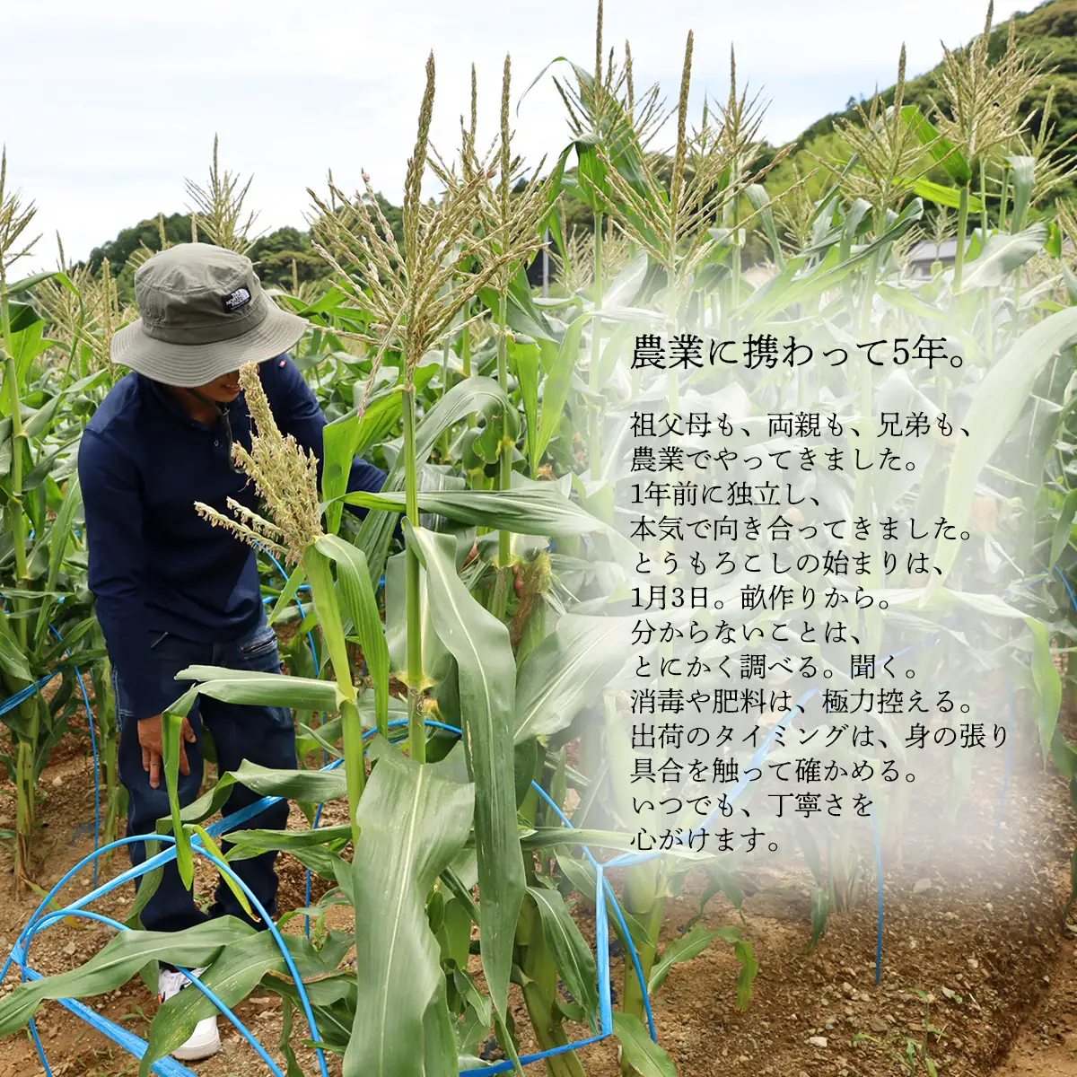 とうもろこし ドルチェドリーム10本 