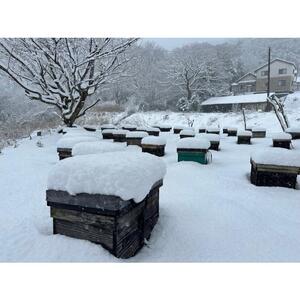 【特別仕様】はちみつ 井之上養蜂場 桃源郷百花蜂蜜 三朝町産 600g × 1本