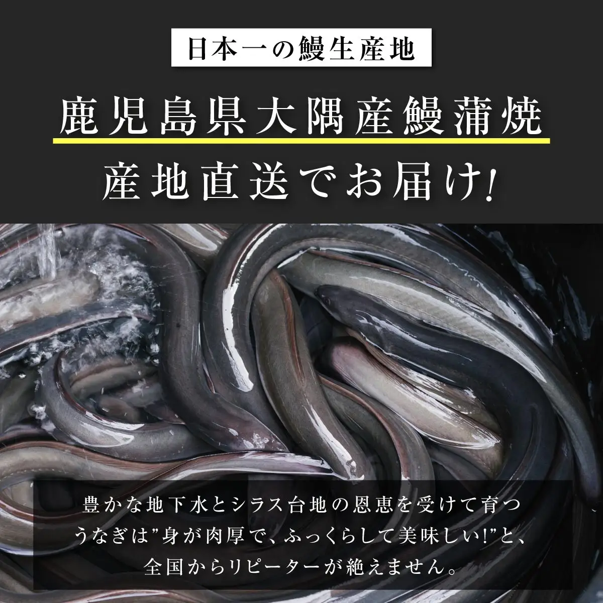 数量限定【2026年土用丑の日までにお届け】鹿児島県産うなぎ長蒲焼2尾