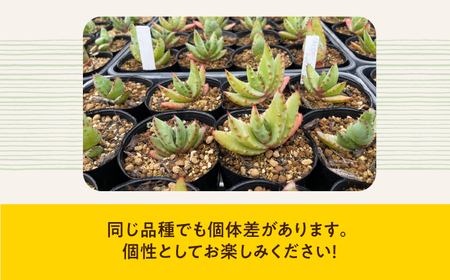 【数量限定】アロエ4種セット （ブルーミー・フェロックス・クロウジアナ・マルロシー） 長与町/アグリューム[EAI129]  アロエ セット あろえ 植物 グリーン