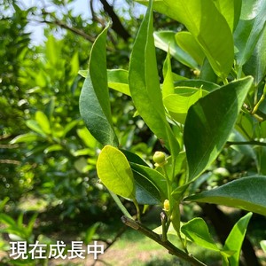 【令和9年１月以降】内原農園の減農薬栽培 ぽんかん（Lサイズ）5キロ 贈答用 みかん 蜜柑 ミカン 柑橘 かんきつ ポンカン フルーツ オレンジ 果物 くだもの 甘い ジューシー 高知【R01097】