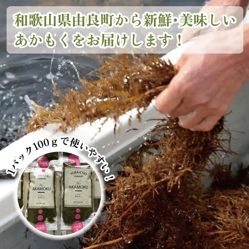 紀州あかもく［由良町産］100g×7パック（2026年産）【SL11】
