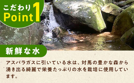 【3月中旬以降順次発送】朝採れアスパラガス１kg [WCT001] アスパラガス アスパラ  野菜 アスパラガス アスパラ  アスパラガス